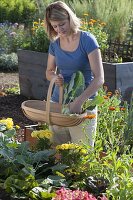 Frau erntet Kohlrabi (Brassica) im Hochbeet