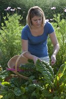 Woman harvesting chard (Beta vulgaris) from raised bed