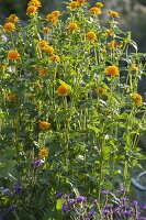 Heliopsis helianthoides var scabra 'Asahi' (Gefuelltes Sonnenauge)