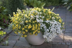 White-yellow planted tub Calibrachoa Superbells 'Lemon Slice'