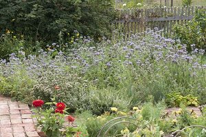 Bee Willow, Tufted Beauty, Bee Friend (Phacelia tanacetifolia)