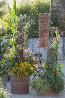 Zuckermais mit Sommerblumen in Terracottakübel