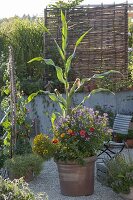 Sweet corn with summer flowers in terracotta pot