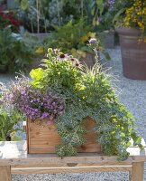 Wooden box with Silene schafta 'Splendens' (autumn primrose), Echinacea