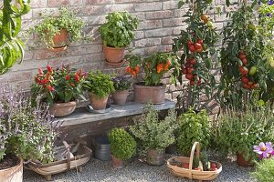 Peppers, hot peppers, chili on wooden bench, Petroselinum