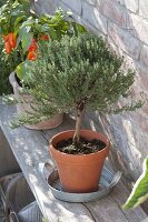 Thyme (Thymus vulgare) grown as a stem in a clay pot