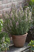 Hyssop 'Roseus' (Hyssopus officinalis) with pink flowers, use as tea