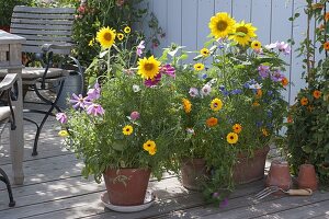 Sow colourful summer flower mix 'Moessinger Sommer' in a box