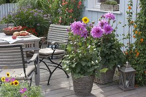 Dahlia 'Lavender Ruffles' (Decorative Dahlias) in baskets, seating arrangements, lanterns