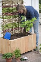 Box planted with blackberry and summer flowers