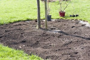 Plant a bed with shrub hydrangeas