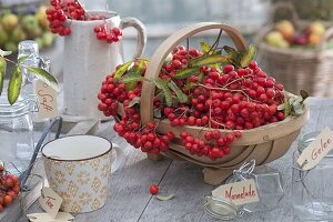 Korb mit frisch geernteten Beeren von Sorbus aucuparia 'Edulis'