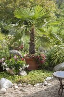 Mediterraner Garten mit Kübelpflanzen