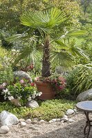 Mediterranean garden with potted plants