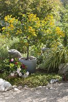 Mediterraner Garten mit Kübelpflanzen: Cassia corymbosa (Gewürzrinde)