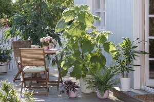 Houseplants in summer on a shady terrace