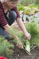 Woman harvesting fennel (Foeniculum) in organic garden