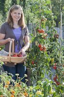 Frau erntet Tomaten (Lycopersicon) im Biogarten