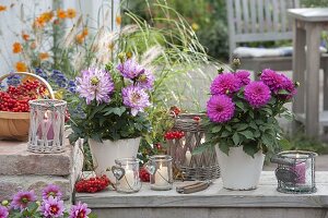 Dahlia (dahlias) and Sorbus (rowan), lanterns