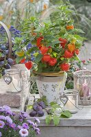 Physalis alkekengi (lampion flower) with bright fruits