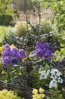 Phlox paniculata 'Uspech' (Flammenblumen) in Beet mit Einfassung