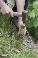 Create a prairie bed with annual summer flowers