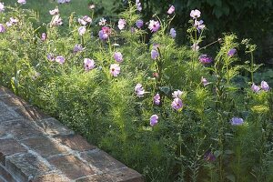 Planting a prairie bed with annual summer flowers