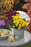 Chrysanthemum Multiflora 'Kiwhite', 'Kiyellow', 'Kilo' (Herbstchrysanthemen)