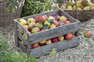 Wooden box with freshly picked apples (Malus)