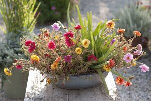 Portulaca 'Margarita' (Portulakröschen) mit Aloe vera barbadensis 'Sweet Aloe'