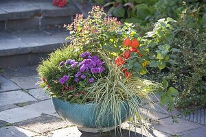 Türkise Schale mit Carex 'Supergold' (Buntsegge), Aster (Herbstaster)