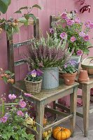 Zinc pot with Calluna vulgaris 'Twin Girls' (Bud-flowering broom heather)