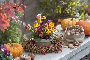 Clay pot with Viola cornuta (horned violet) in rosehip wreath, pumpkins