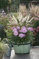 Wooden tub with Dahlia (dahlia), Pennisetum compressum (feather bristle grass)