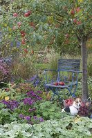 Stuhl unterm Apfelbaum (Malus) im Staudenbeet mit Alchemilla