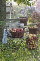 Apple harvest in the autumn garden
