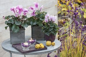 Cyclamen persicum (cyclamen) in square wooden pots