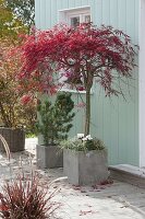 Acer palmatum 'Dissectum Atropurpureum' (Japanese Slash Maple)