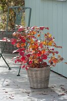 Fothergilla major (Tall featherbush) in a basket