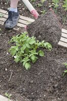 Growing potatoes in an organic garden