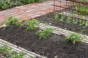 Growing potatoes in an organic garden