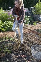 Growing potatoes in an organic garden