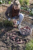 Kartoffeln anbauen im Biogarten