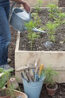 Raised bed with decorative basket and red cabbage