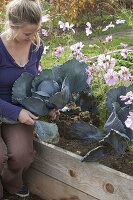 Raised bed with decorative basket and red cabbage