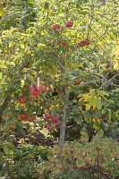 Apple harvest on mini apple tree variety Gravensteiner