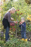 Apfelernte an Mini-Apfelbaum Sorte Gravensteiner