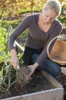 Woman harvesting leek (Allium porrum)