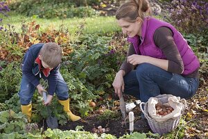 Blumenzwiebeln im Herbst zwischen Stauden stecken