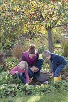 Blumenzwiebeln im Herbst zwischen Stauden stecken